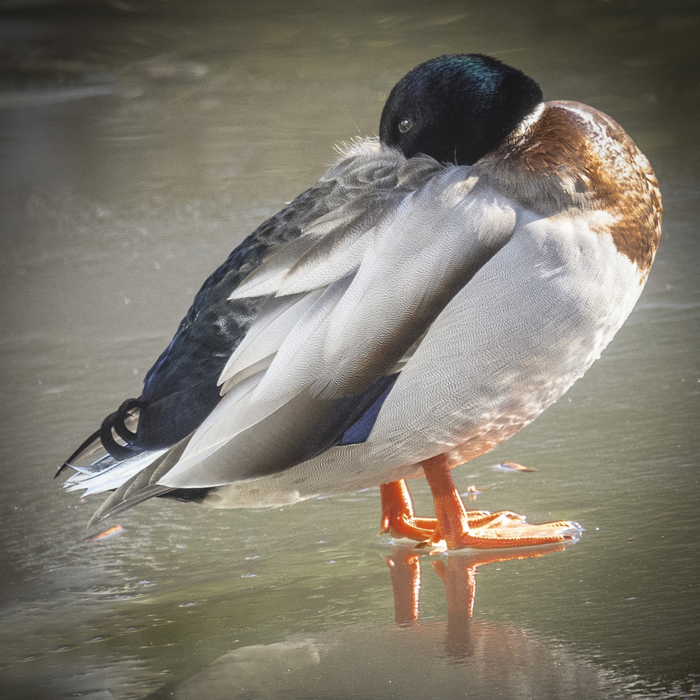 Mallard duck on the ice