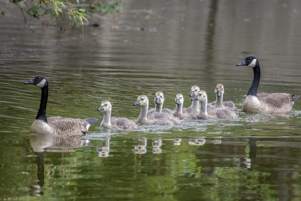 Canada Geese family