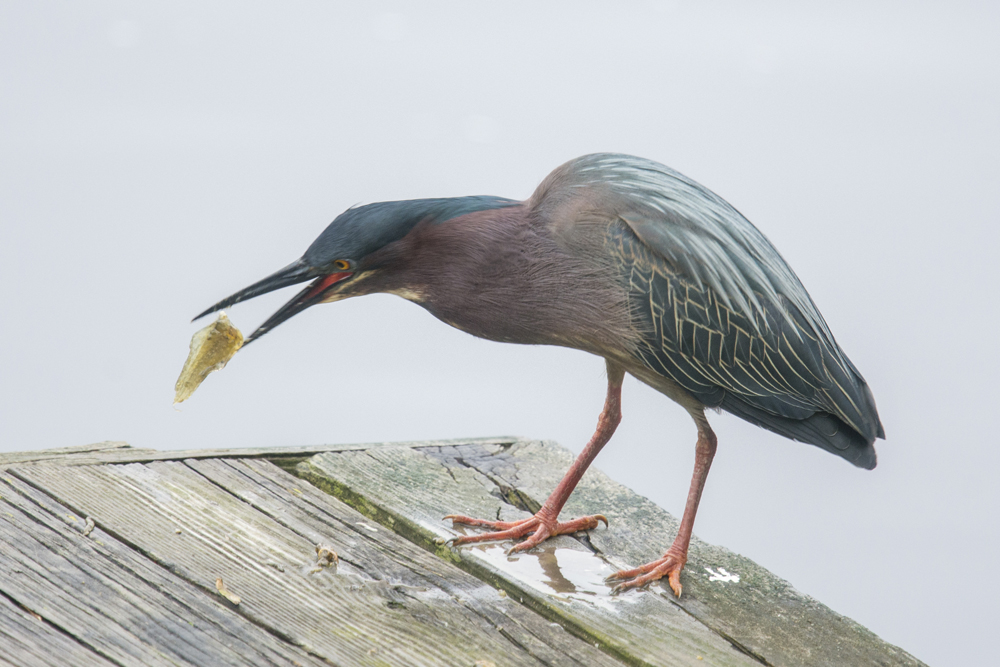 Green heron with some frozen fish