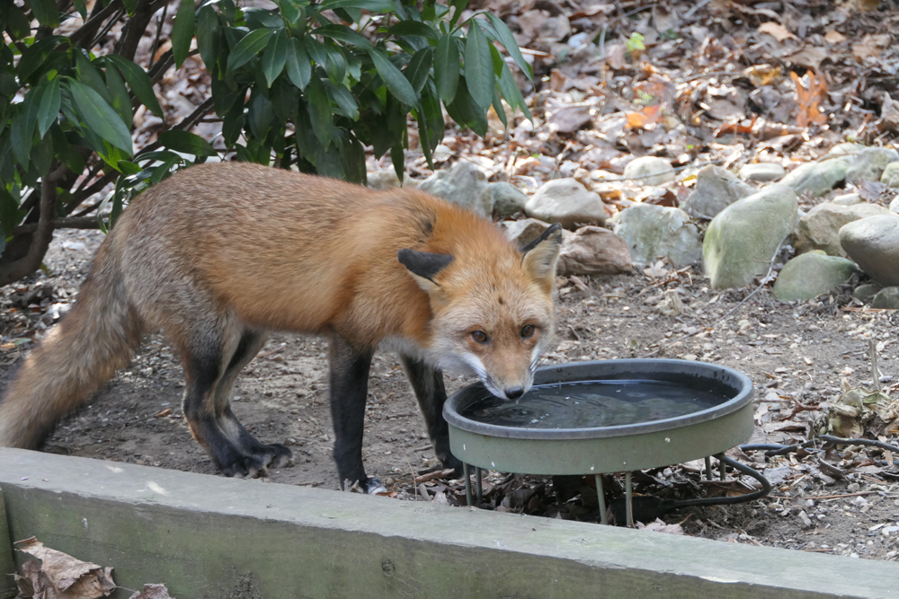 Fox at the bird bath